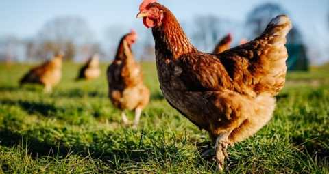 Tavuk gıdaklaması artık tercüme edilecek