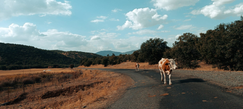Köyde yaşamanın avantajları