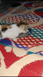 Bu kedi et yemek yerine çekirdek çitliyor!