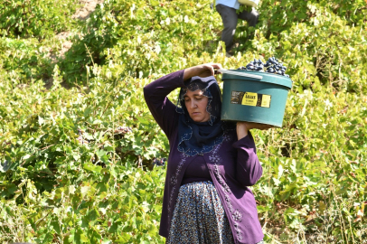 Üzüm pekmezine yüzyıllık yöntem