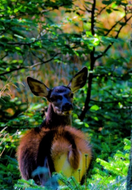 İnegöl'de kızıl geyik görüntülendi