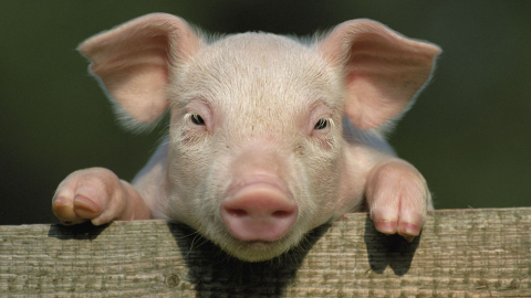 Pisi pisi diyerek domuz çağırdı