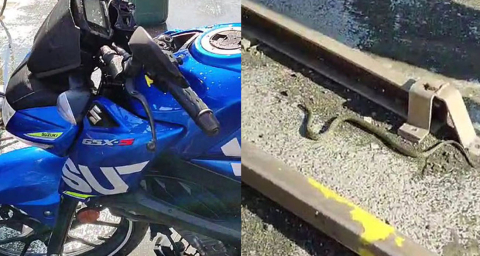 Direksiyondan yılan çıktı: Sürücü şoka uğradı