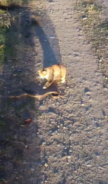Kediler uzaylı olduğunu kanıtladı!