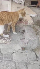 Kediden korkan fareden Oscarlık ölü taklidi