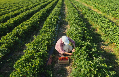 Tarımın Sultanları kasım ayına ertelendi