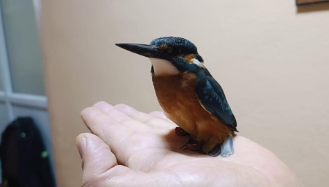 Yalıçapkını bitkin bulundu