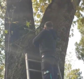 Mahsur kalan kedi ekipler tarafından kurtarıldı