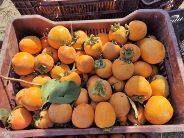 Cennet hurmasında hasat zamanı