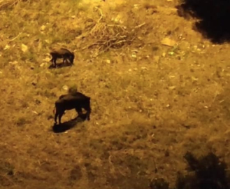 Aç domuzlar şehir merkezinde