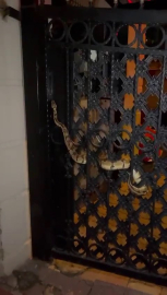 Apartmanın kapısına yılan dolandı