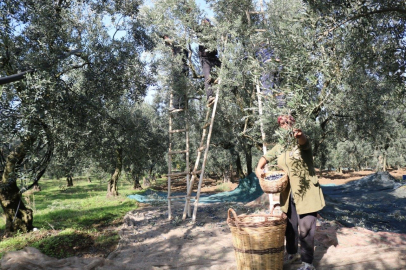 Marmarabirlik kampanyasında fiyatlar belli oldu