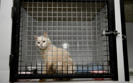 Belediye bakıma muhtaç hayvanlara sahip çıktı