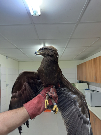 Yaralı kartal doğaya kavuştu