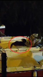 Nadir görülen su samuru Bursa'da