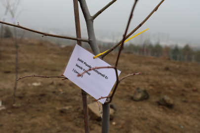 Şehitler anısına 100 fidan dikildi