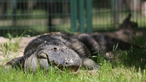 (Özel) Bursa Hayvanat Bahçesi’nin yeni üyesi Bursaspor’un maskotu oldu