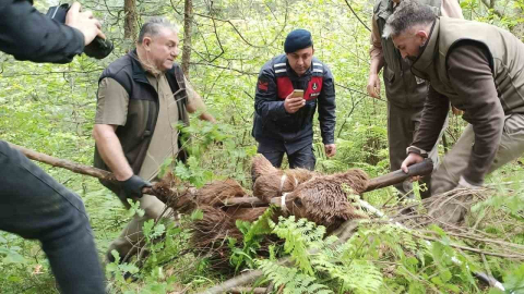 Uludağ’da yaralı ayı seferberliği