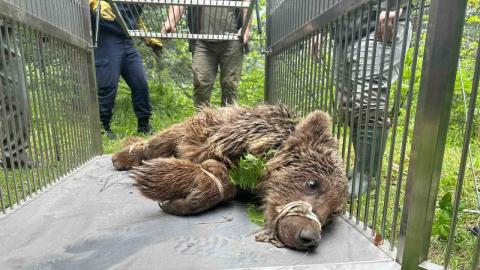 Uludağ’da operasyonla kurtarılan ayı Karacabey ayı barınağına götürüldü