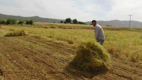 Batman’da mercimek çiftçinin yüzünü güldürdü