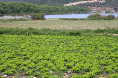 Bursa’da göl havzasındaki "yasa dışı" tarıma ilişkin DSİ’den açıklama
