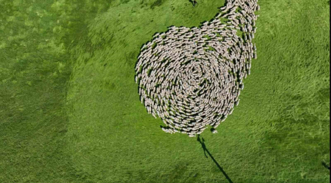 Bursa meralarında binlerce koyundan görsel şölen...