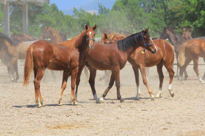 Litresi 2,5 milyon lira yok satıyor