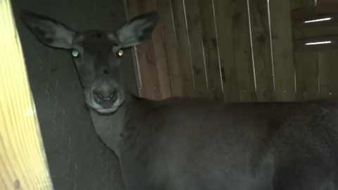 Bursa’daki 3 kızıl geyik, doğal yaşam alanına kavuştu