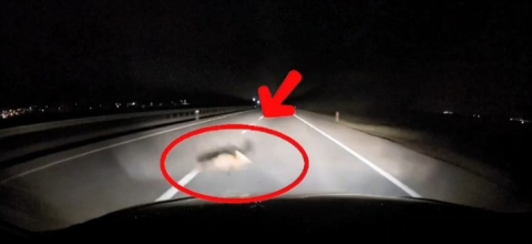 Yola atlayan tilkiye araç çarptı