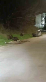 Bursa’da aç kalan domuz sürüsü şehre indi
