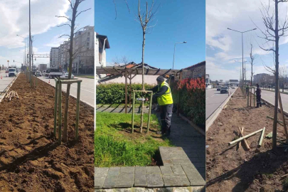 Bursa’nın 700 yıllık mirası 700 çınarla kök salıyor