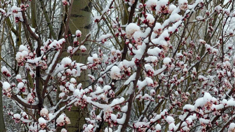 Afyonkarahisar ve Kütahya’da badem ve kayısı çiçekleri karla kaplandı