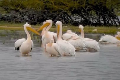 Göç eden pelikanlar Bursa’da mola verdi